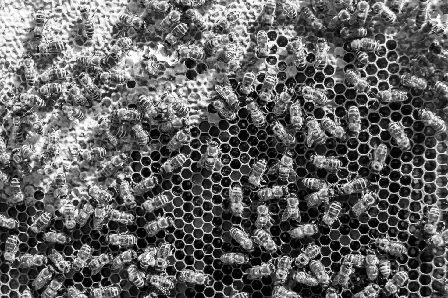 Abstract hexagon structure is honeycomb from bee hive filled photo