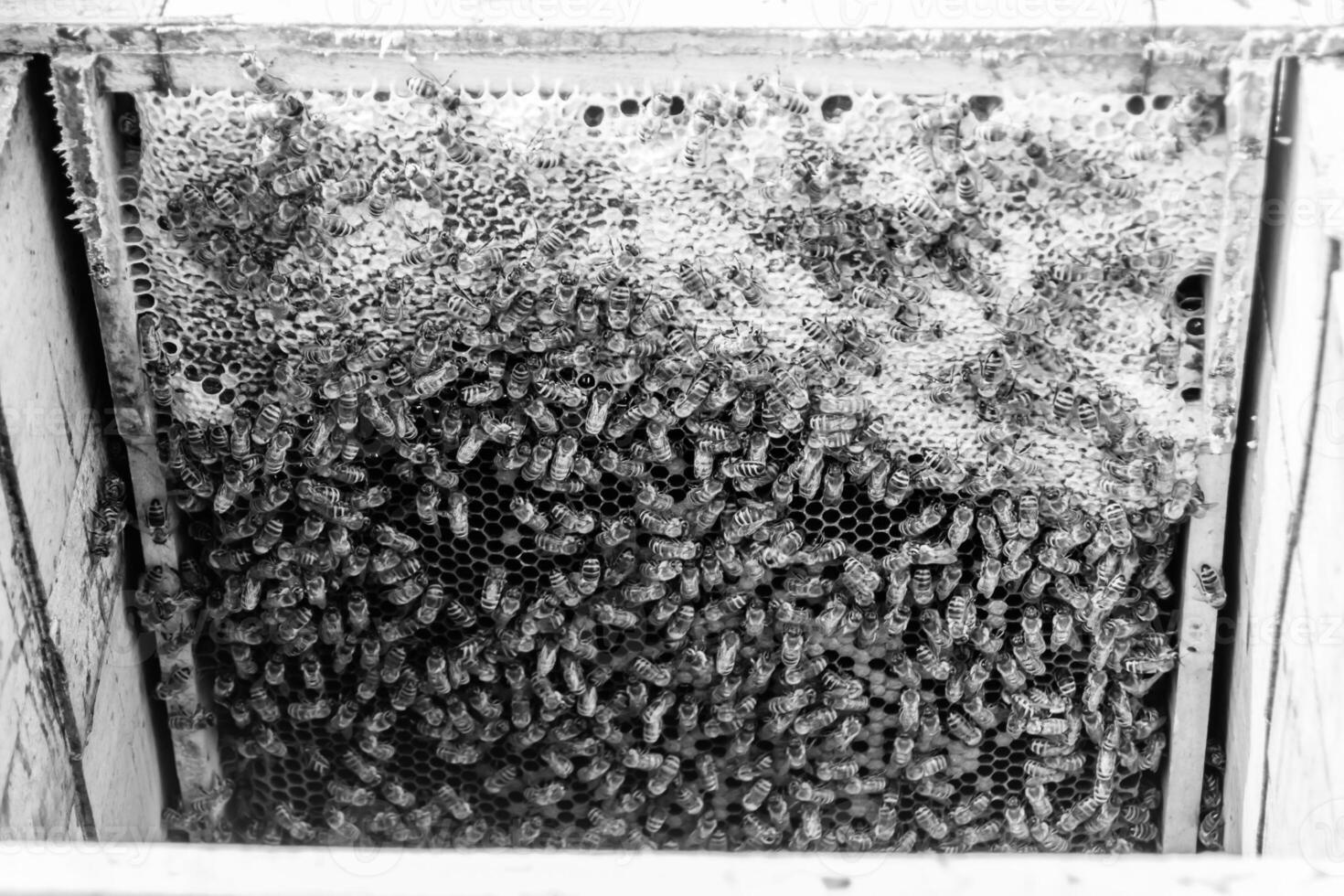 Abstract hexagon structure is honeycomb from bee hive filled photo