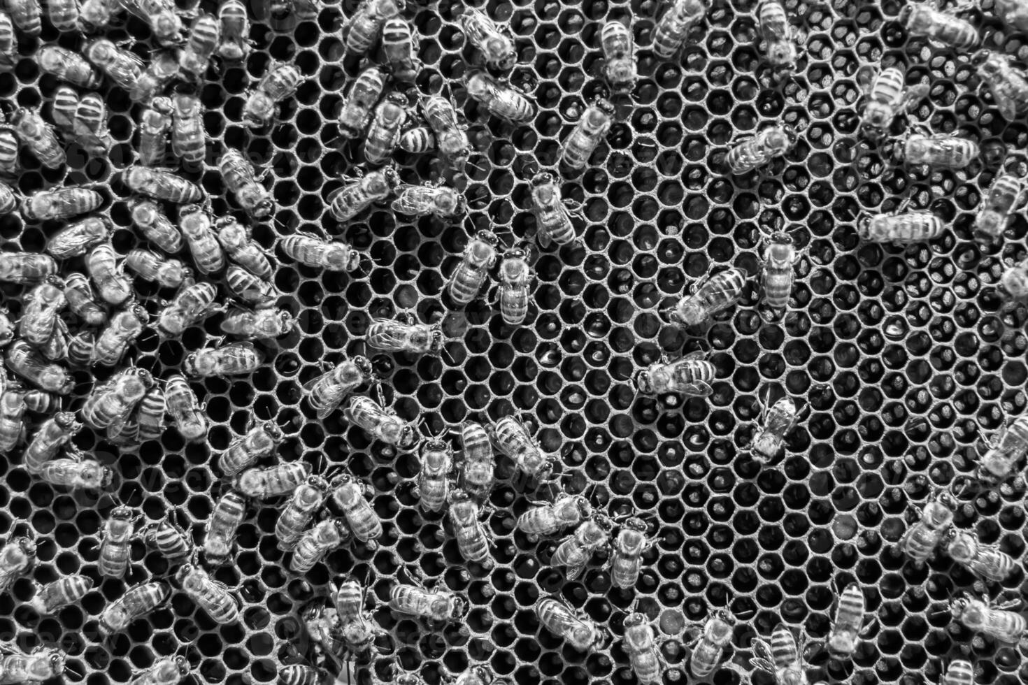 Abstract hexagon structure is honeycomb from bee hive filled photo