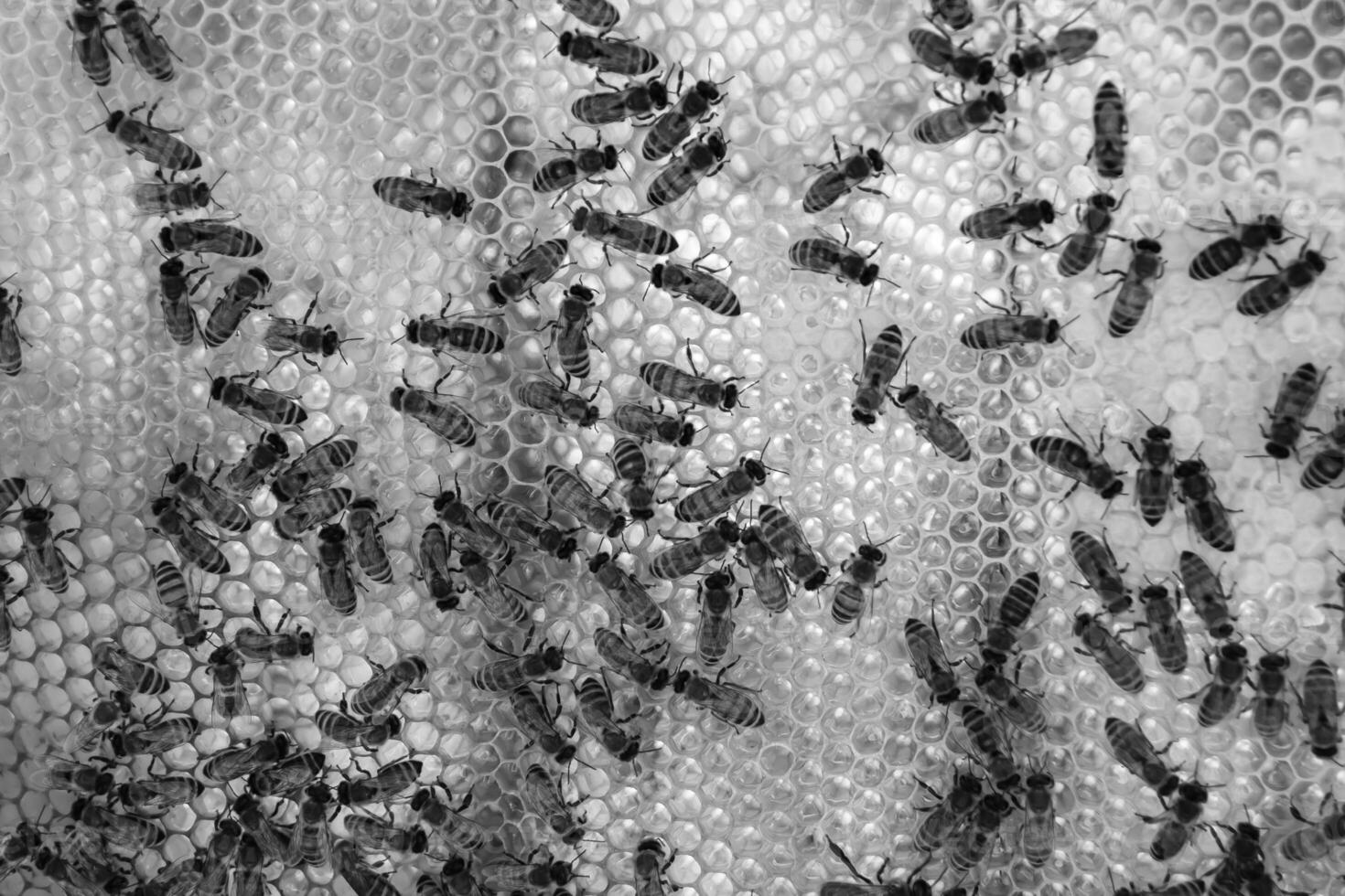 Abstract hexagon structure is honeycomb from bee hive filled photo