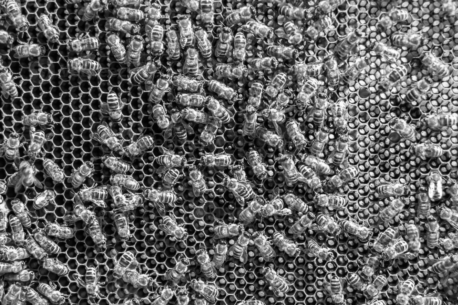 Abstract hexagon structure is honeycomb from bee hive filled photo