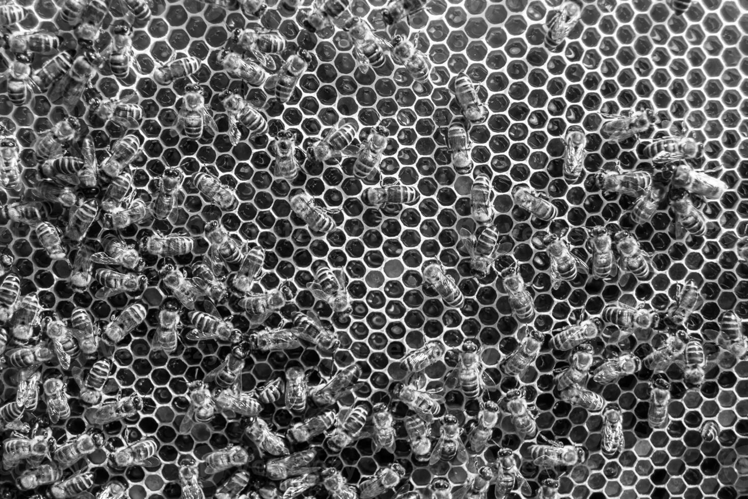 Abstract hexagon structure is honeycomb from bee hive filled photo