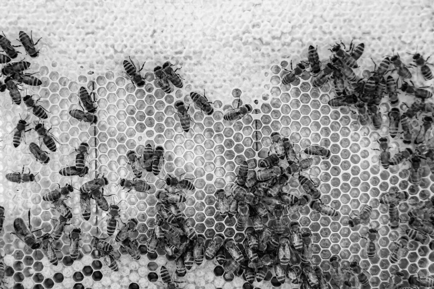 Abstract hexagon structure is honeycomb from bee hive filled photo