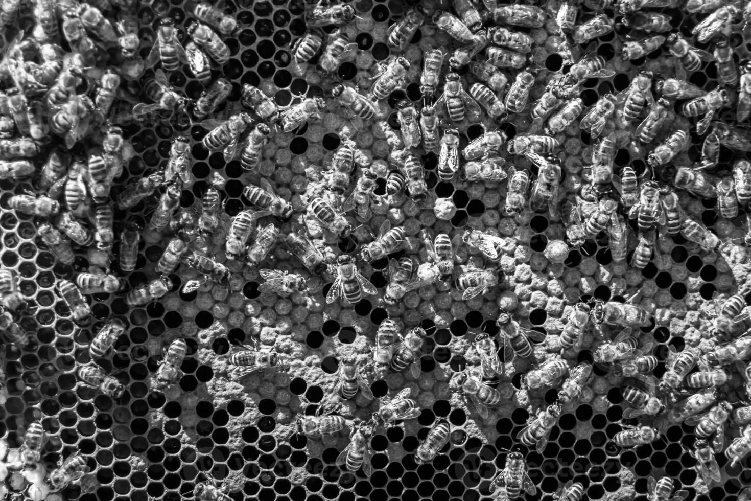 Abstract hexagon structure is honeycomb from bee hive filled photo