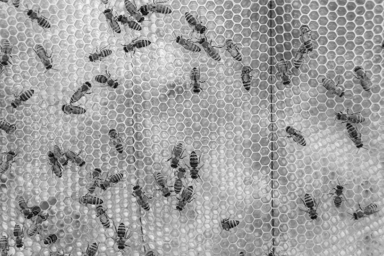 Abstract hexagon structure is honeycomb from bee hive filled photo