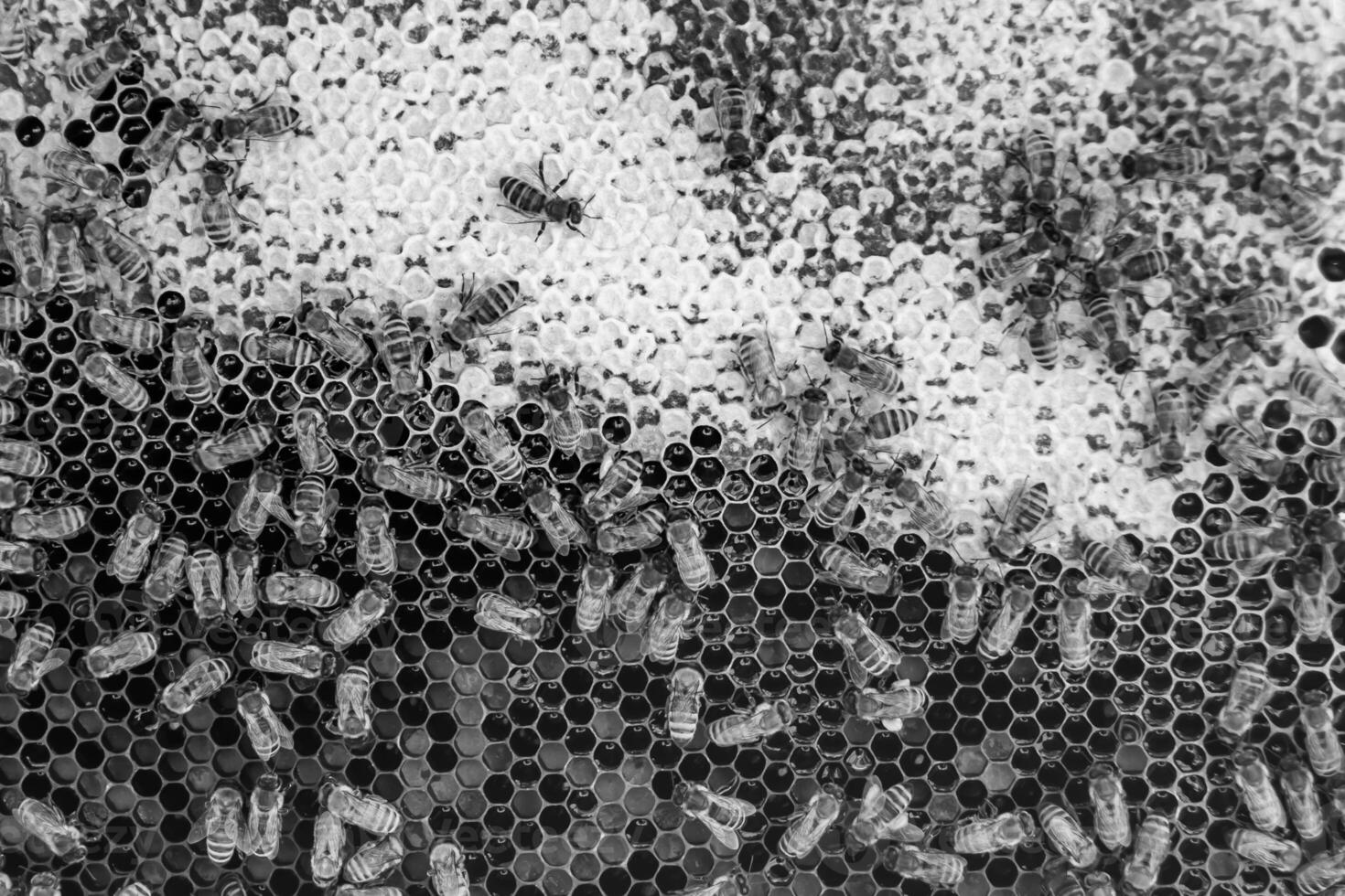 Abstract hexagon structure is honeycomb from bee hive filled photo