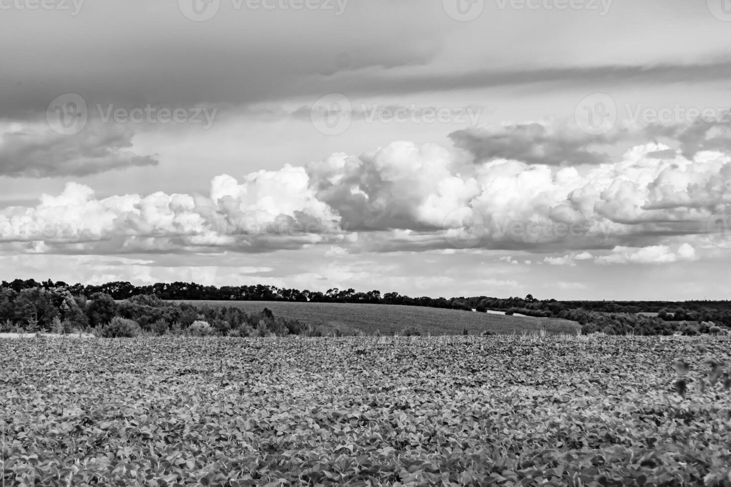 Beautiful horizon scenery in village meadow on color natural background photo