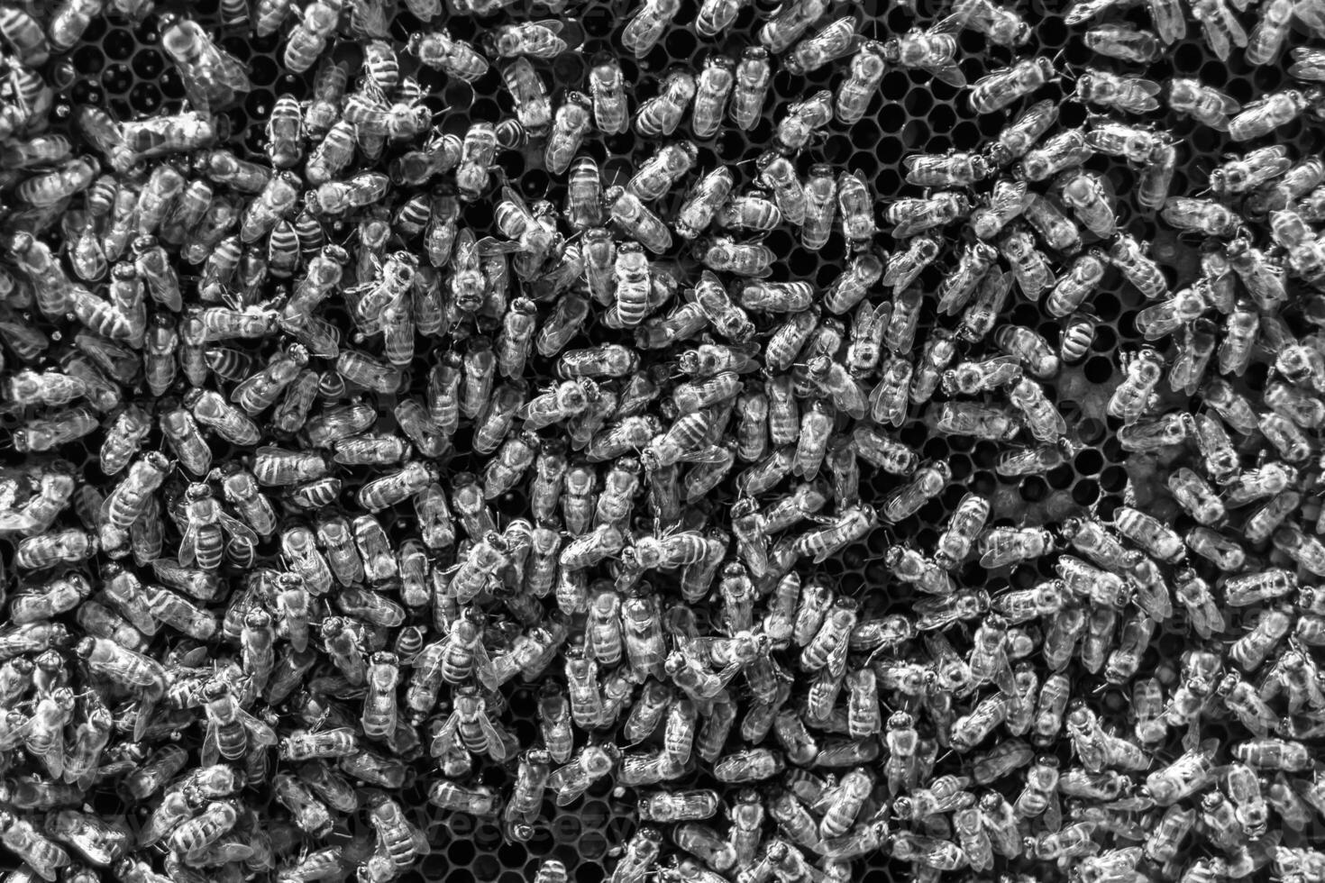 Abstract hexagon structure is honeycomb from bee hive filled photo