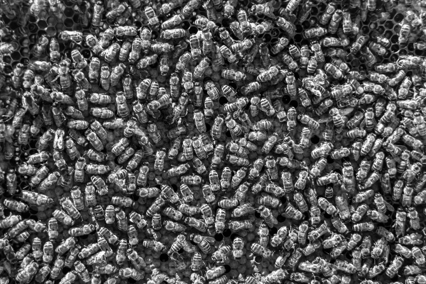 Abstract hexagon structure is honeycomb from bee hive filled photo