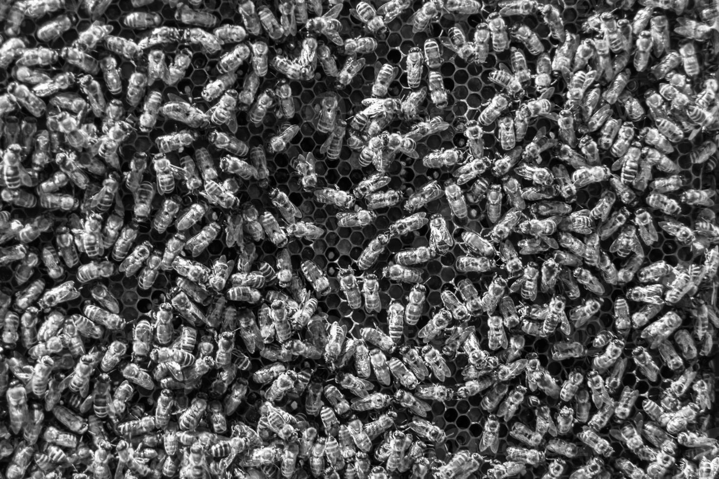 Abstract hexagon structure is honeycomb from bee hive filled photo