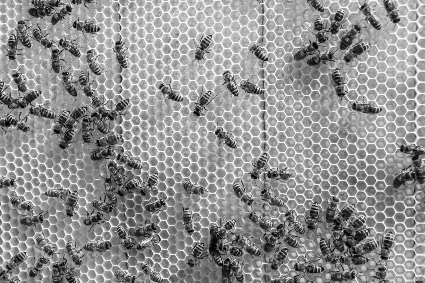 Abstract hexagon structure is honeycomb from bee hive filled photo