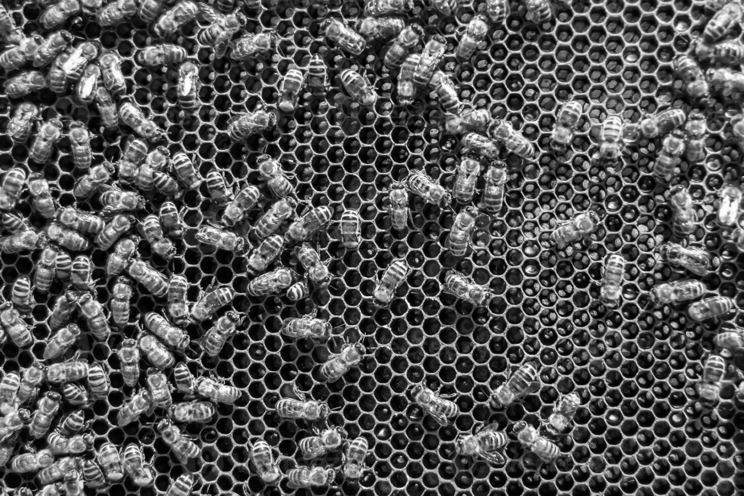 Abstract hexagon structure is honeycomb from bee hive filled photo