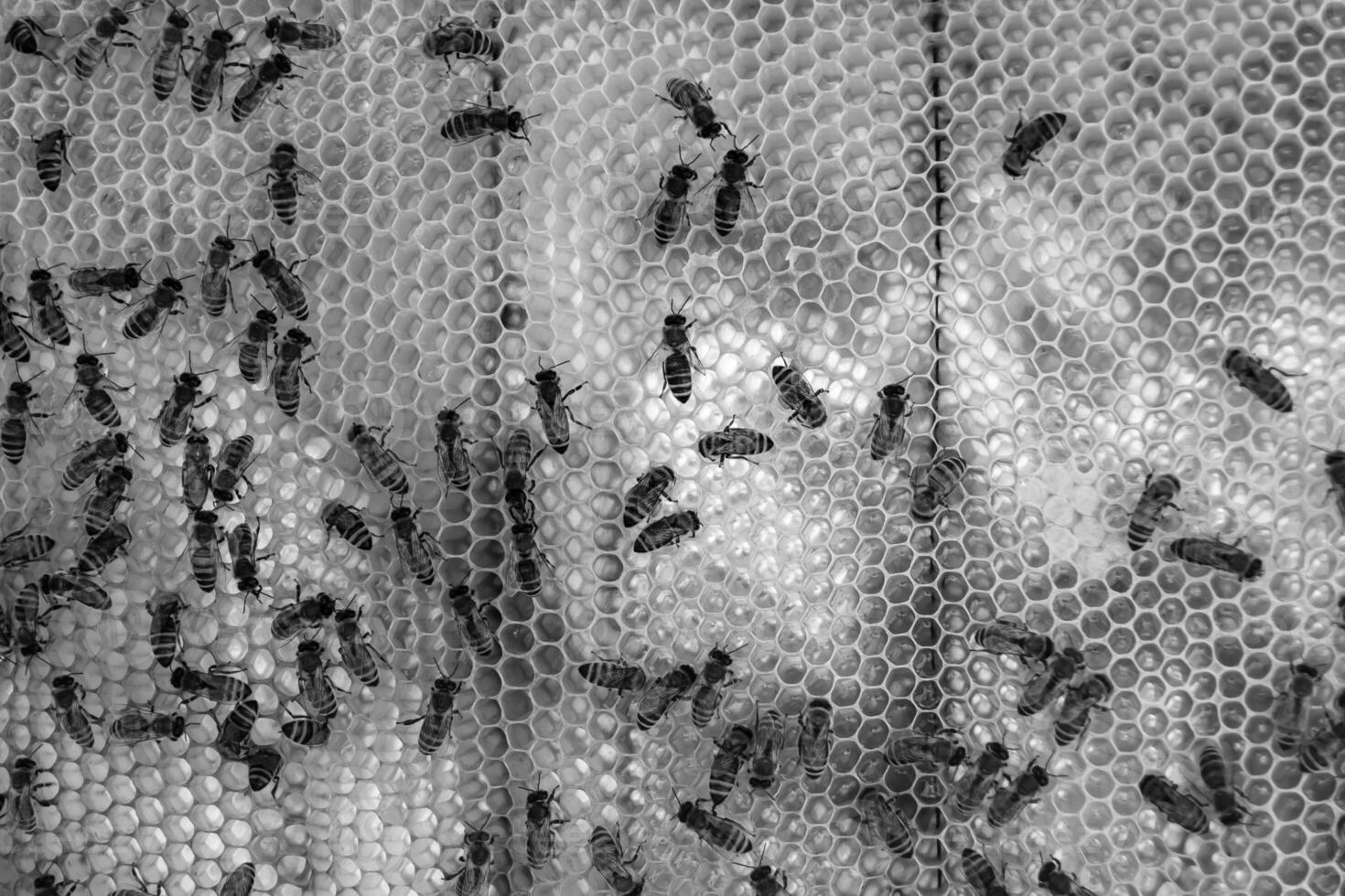 Abstract hexagon structure is honeycomb from bee hive filled photo