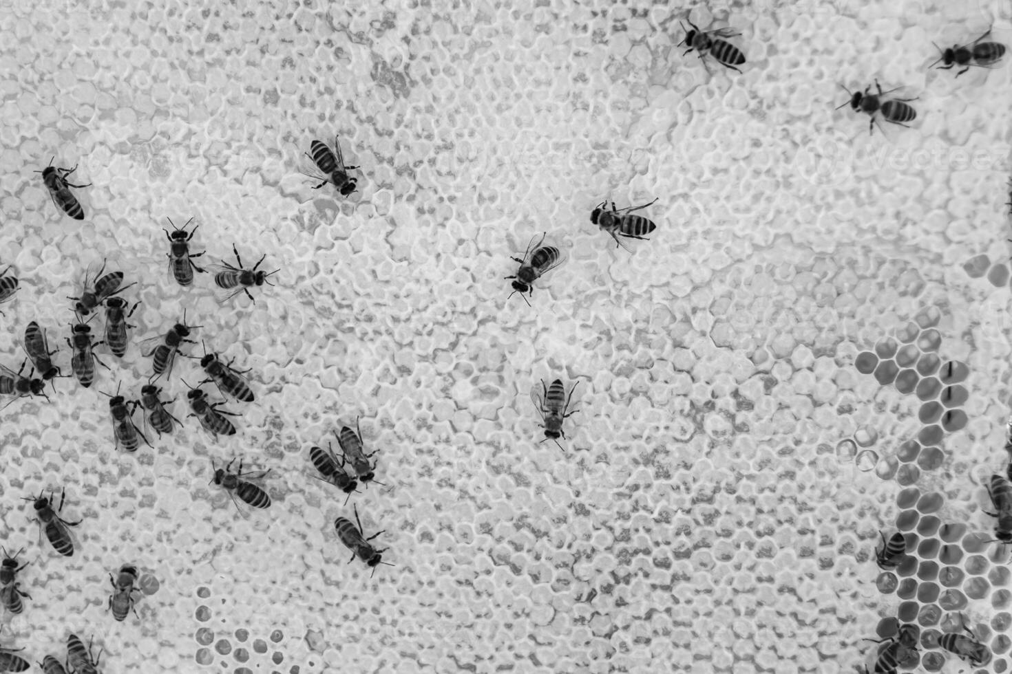 Abstract hexagon structure is honeycomb from bee hive filled photo