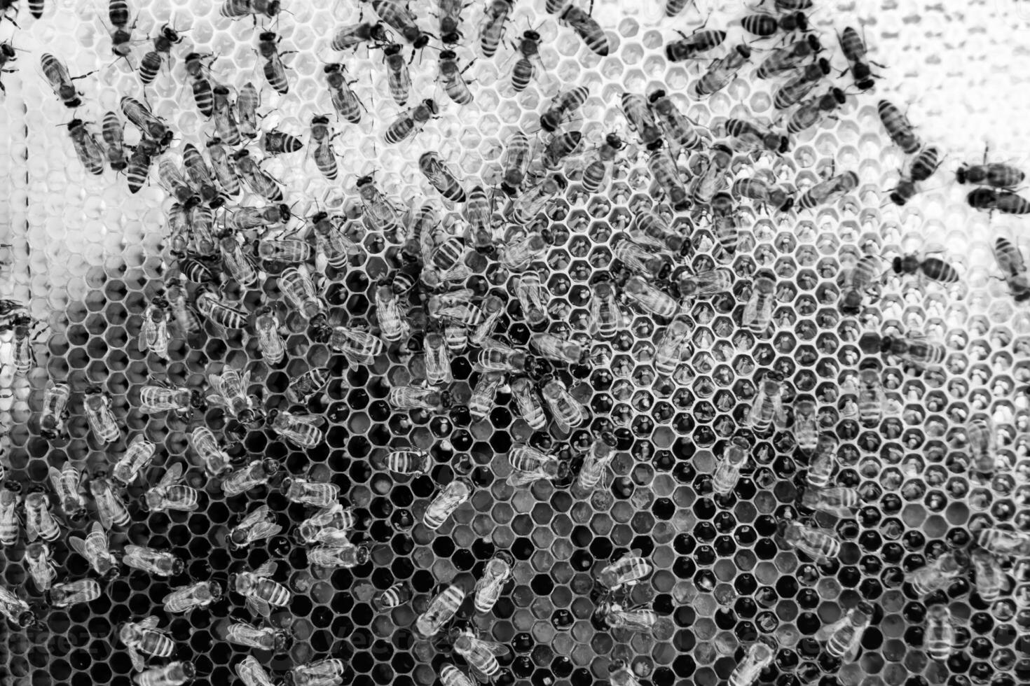 Abstract hexagon structure is honeycomb from bee hive filled photo