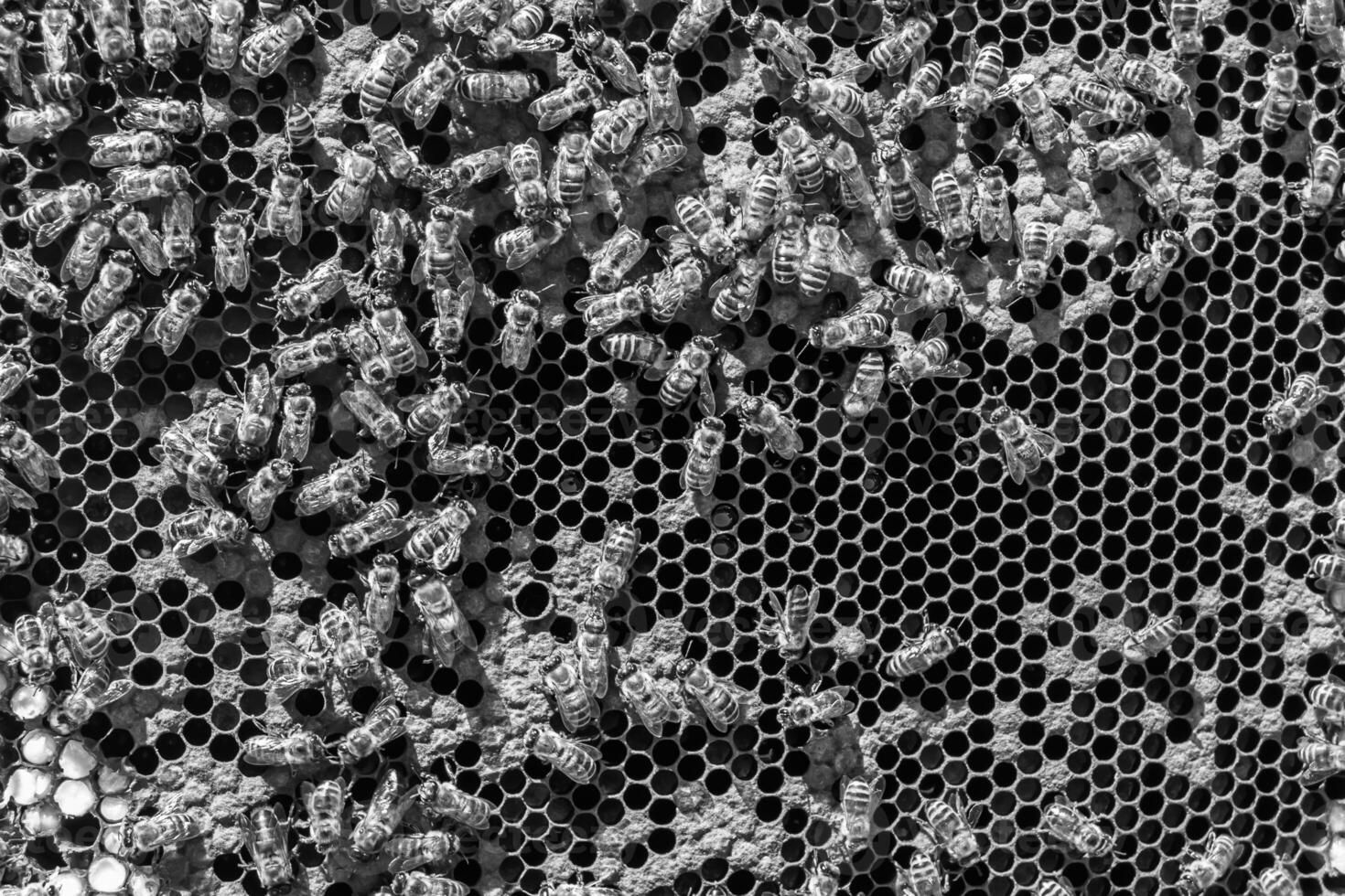 Abstract hexagon structure is honeycomb from bee hive filled photo