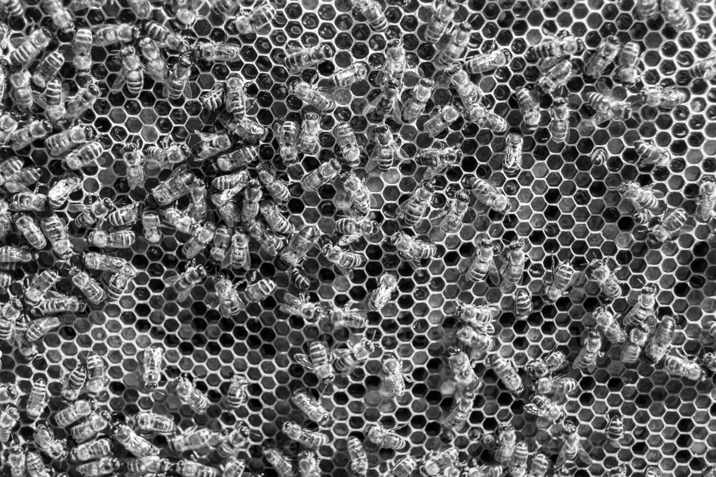 Abstract hexagon structure is honeycomb from bee hive filled photo