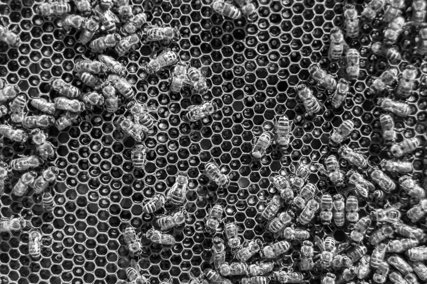 Abstract hexagon structure is honeycomb from bee hive filled photo