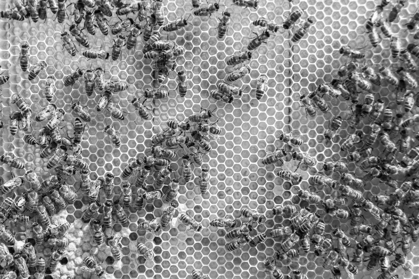 Abstract hexagon structure is honeycomb from bee hive filled photo