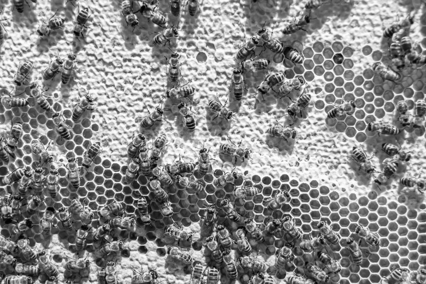 Abstract hexagon structure is honeycomb from bee hive filled photo