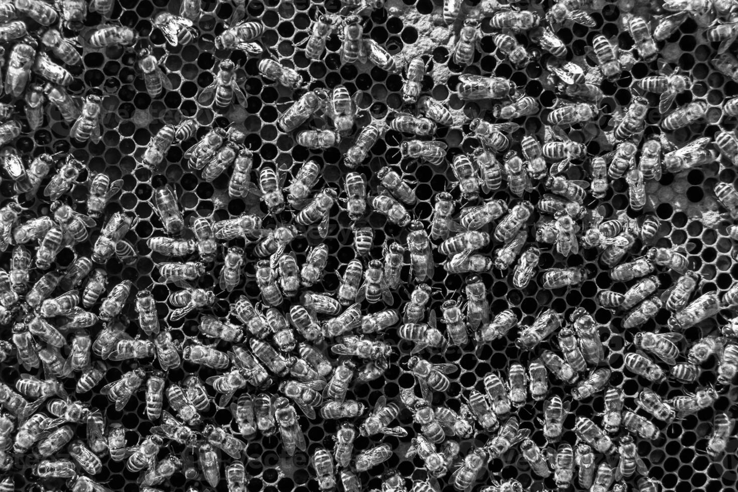 Abstract hexagon structure is honeycomb from bee hive filled photo