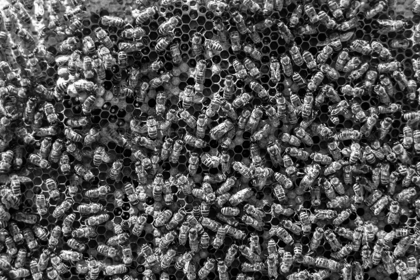 Abstract hexagon structure is honeycomb from bee hive filled photo