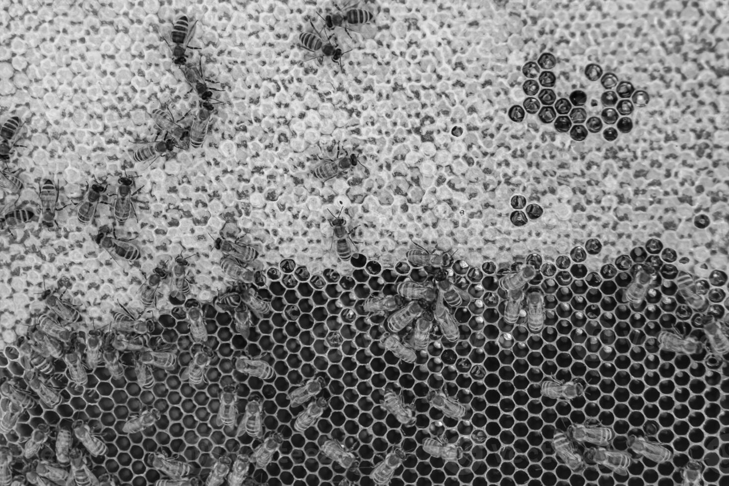 Abstract hexagon structure is honeycomb from bee hive filled photo