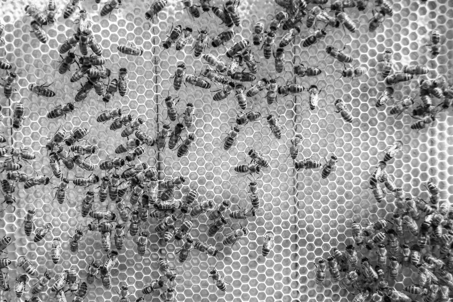 Abstract hexagon structure is honeycomb from bee hive filled photo