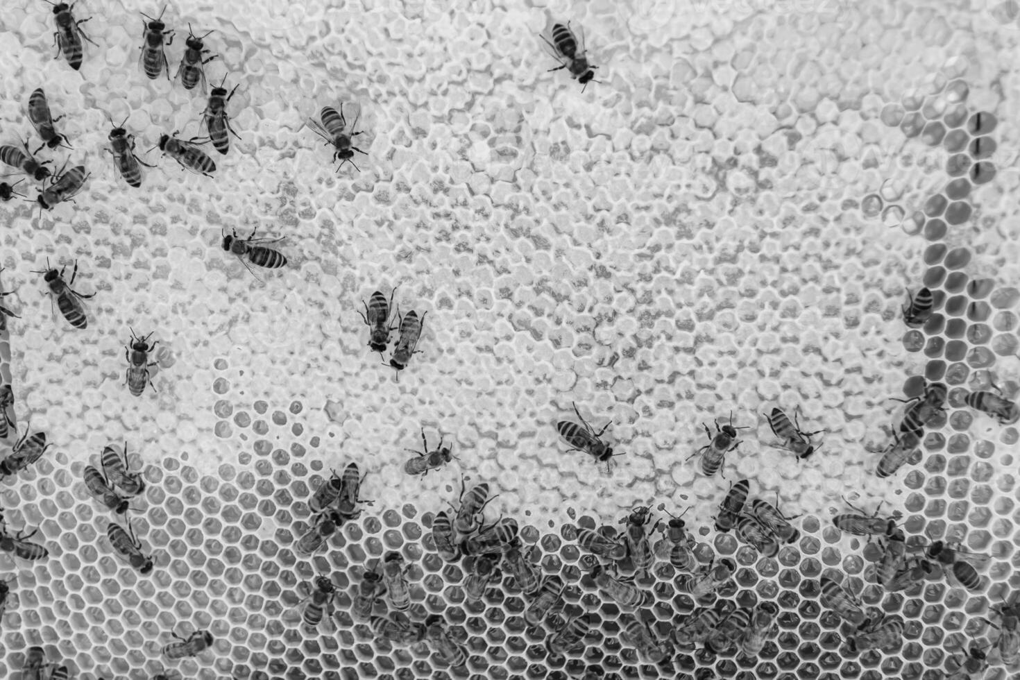 Abstract hexagon structure is honeycomb from bee hive filled photo