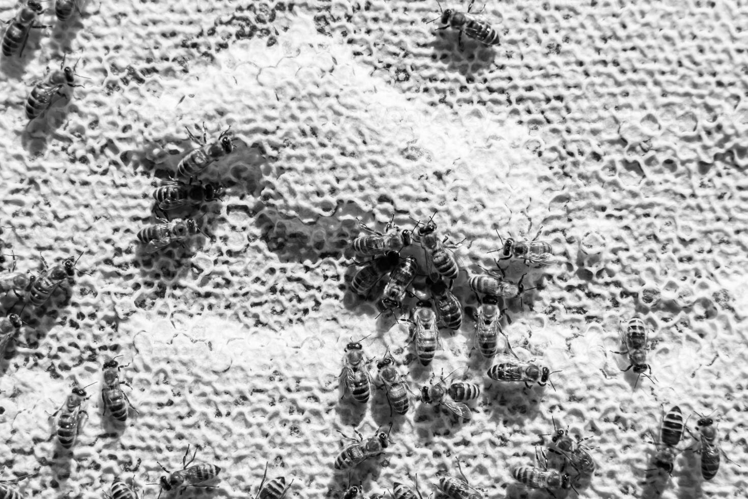 Abstract hexagon structure is honeycomb from bee hive filled photo