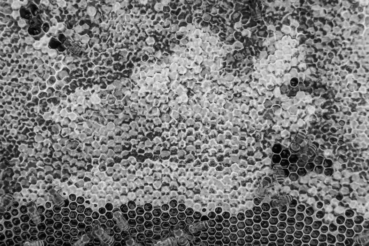 Abstract hexagon structure is honeycomb from bee hive filled photo