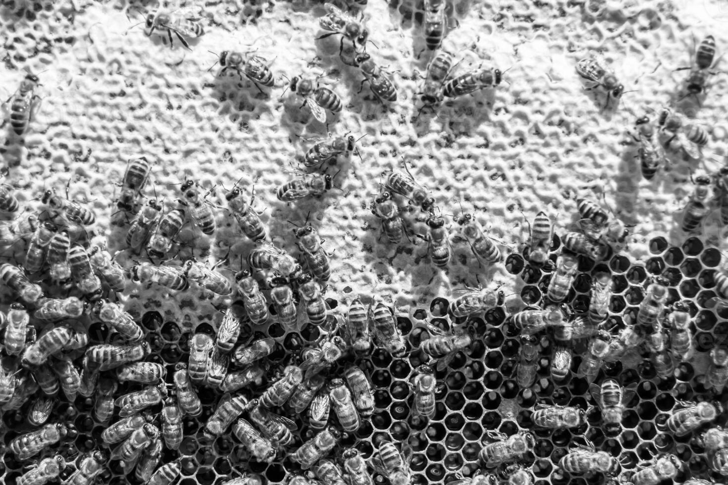 Abstract hexagon structure is honeycomb from bee hive filled photo
