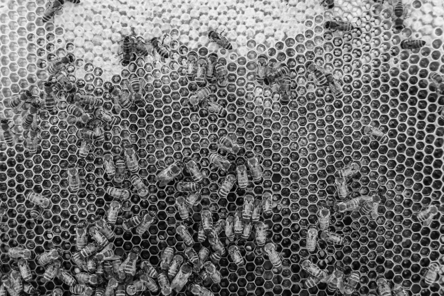 Abstract hexagon structure is honeycomb from bee hive filled photo