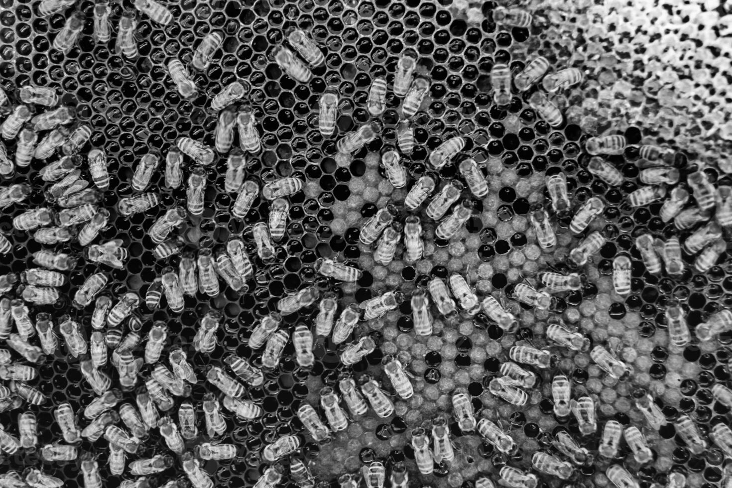Abstract hexagon structure is honeycomb from bee hive filled photo