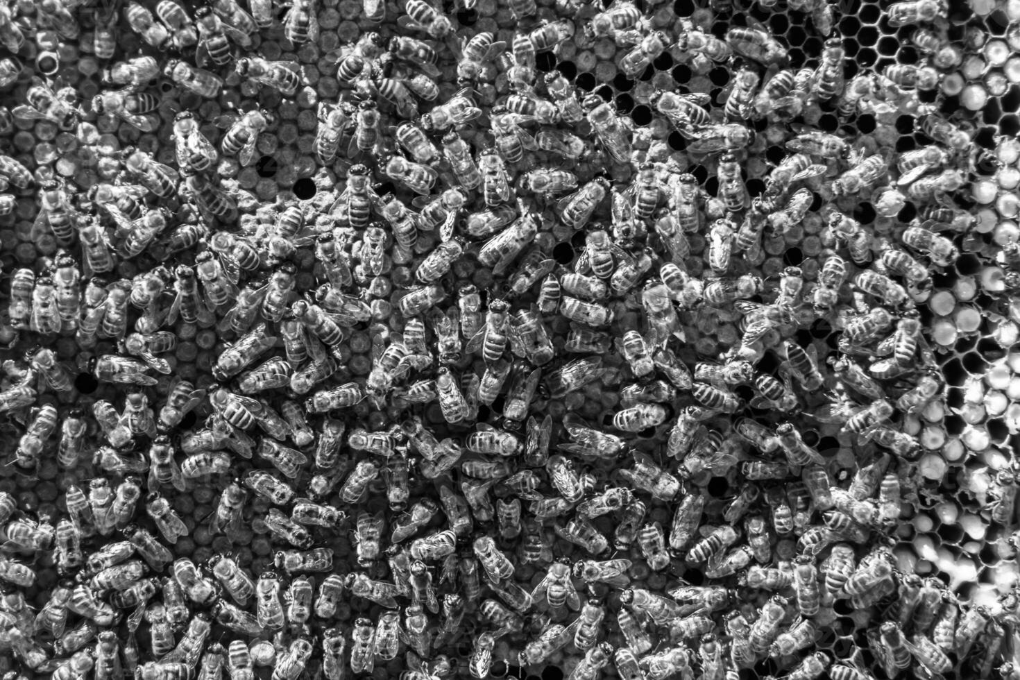 Abstract hexagon structure is honeycomb from bee hive filled photo
