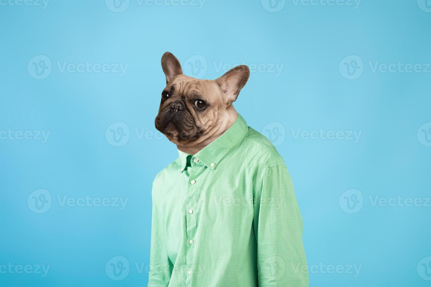 A French Bulldog stands upright, wearing a light green shirt, showcasing a playful and whimsical expression. The striking contrast of the dog's features against the bright blue backdrop photo