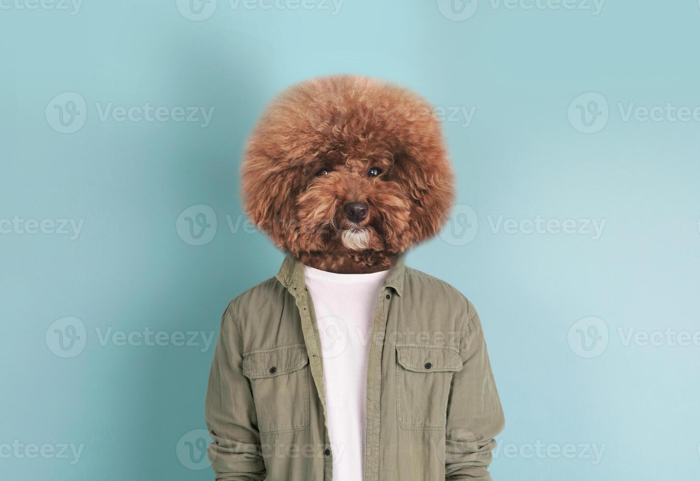 A dog with a soft, curly brown coat stands upright next to a person. The person wears a casual green jacket over a white shirt, and they both are positioned against a bright blue backdrop photo