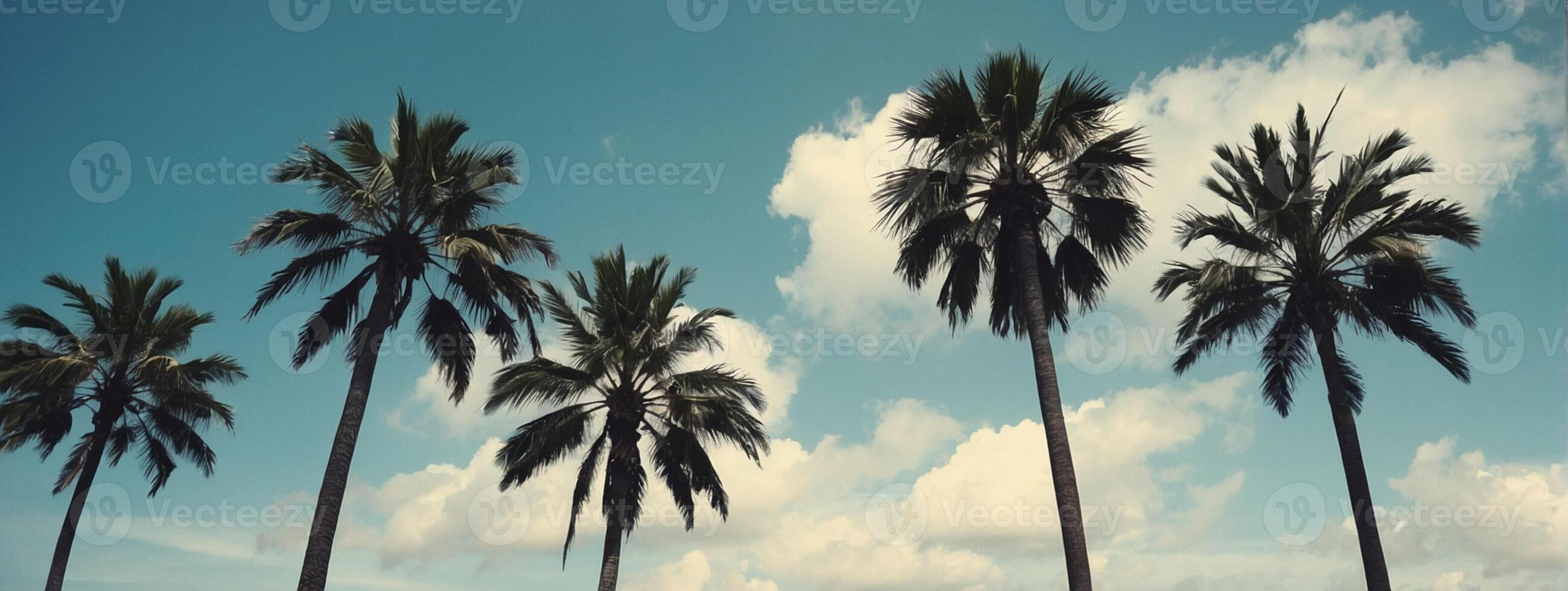 Palm trees against a blue sky photo