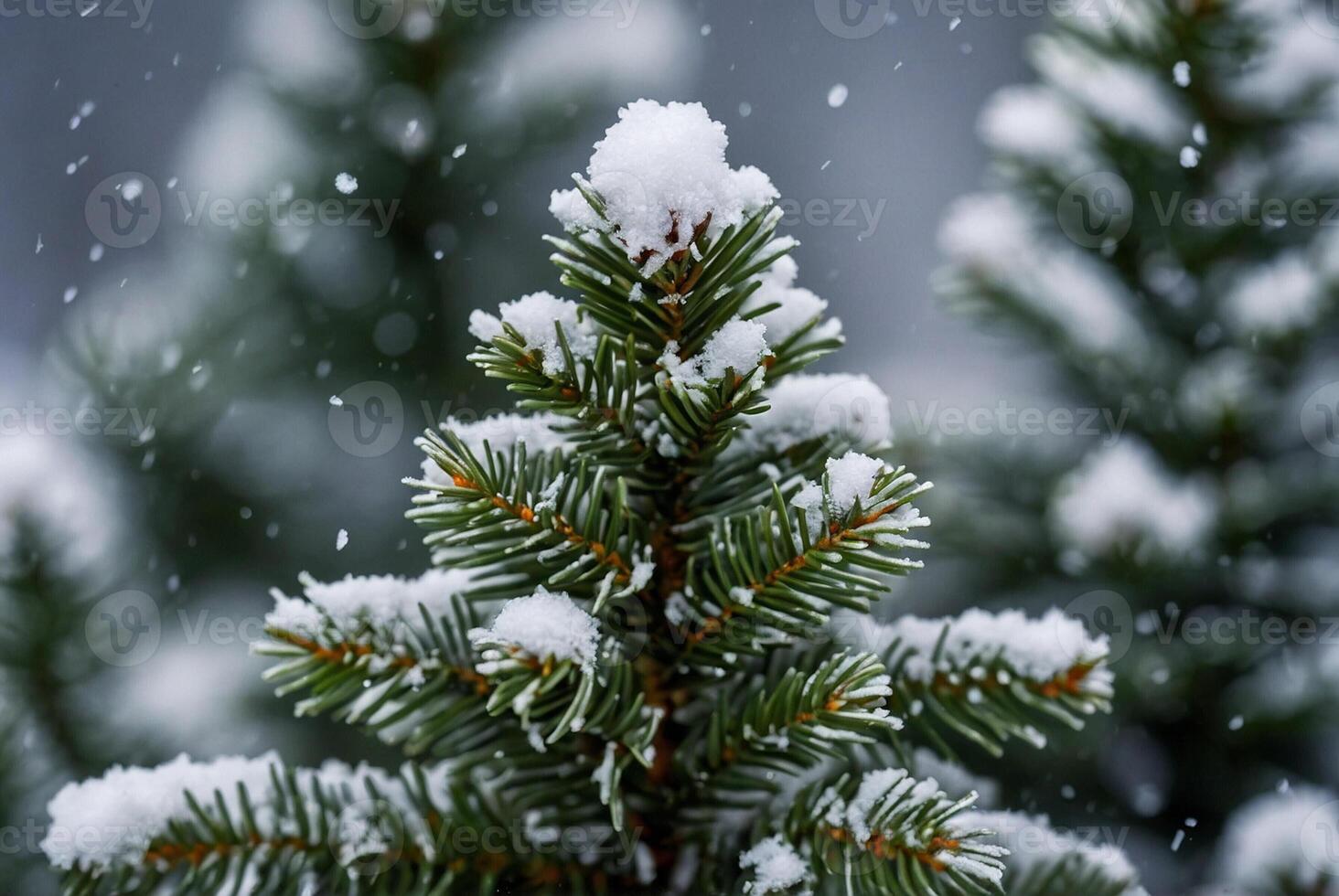 A close up of a pine tree covered in snow photo