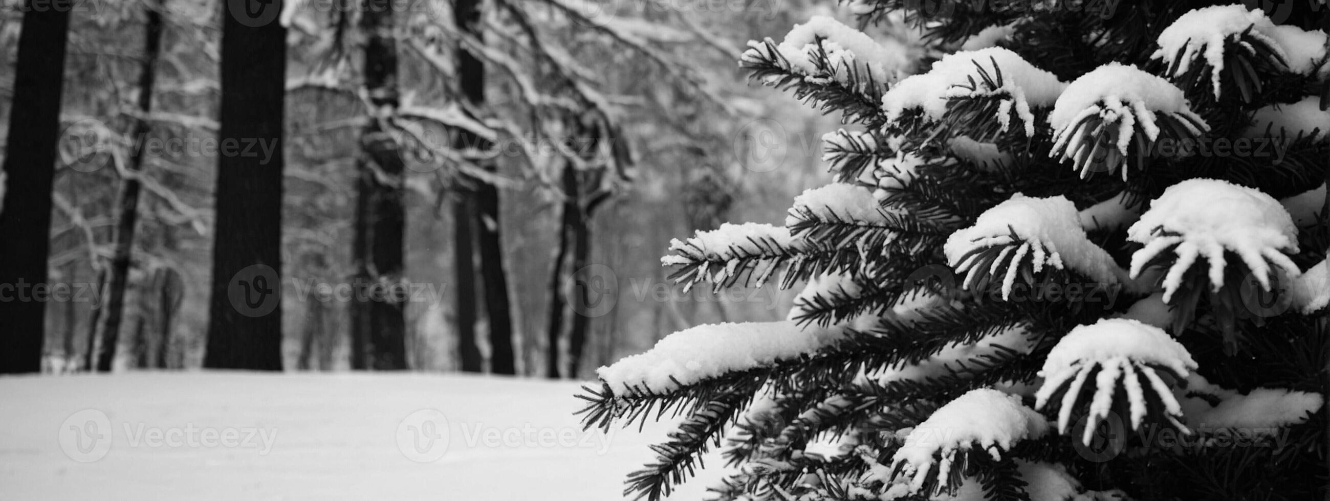 A black and white photo of a pine tree covered in snow