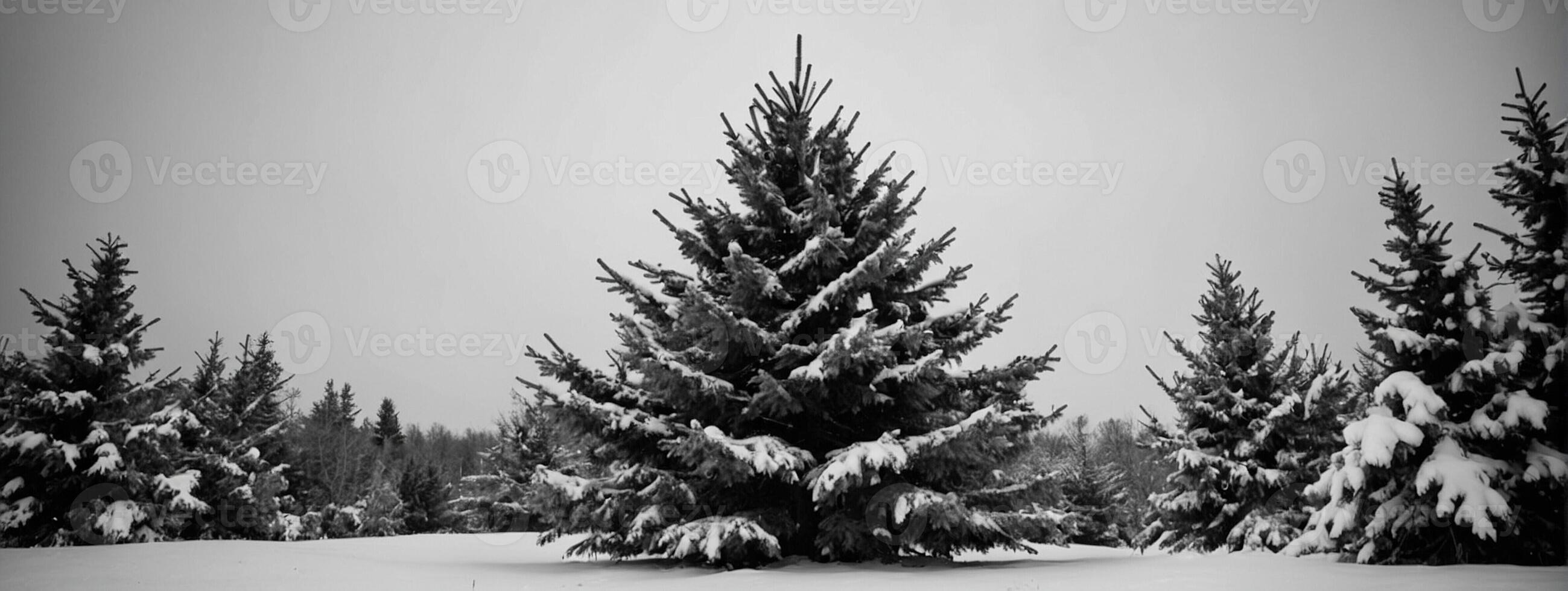 A black and white photo of a tree covered in snow