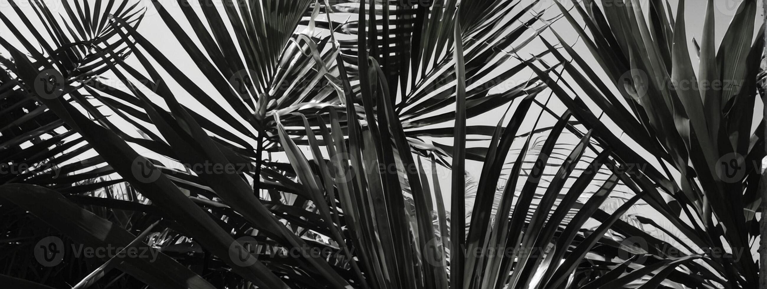 Black and white photograph of palm trees photo