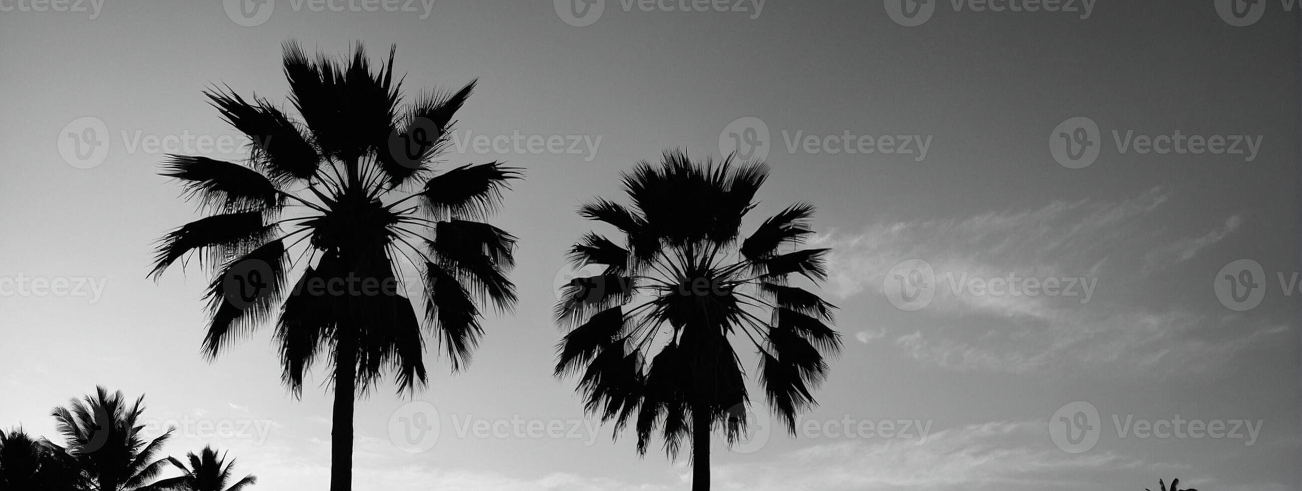 Black and white photograph of palm trees photo
