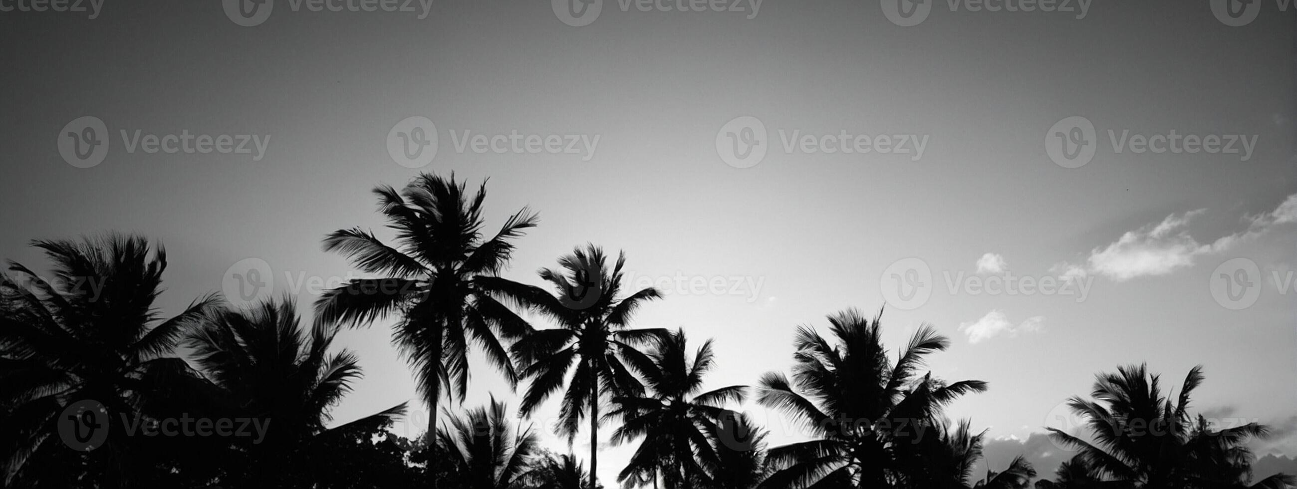 Black and white photo of palm trees in the sun
