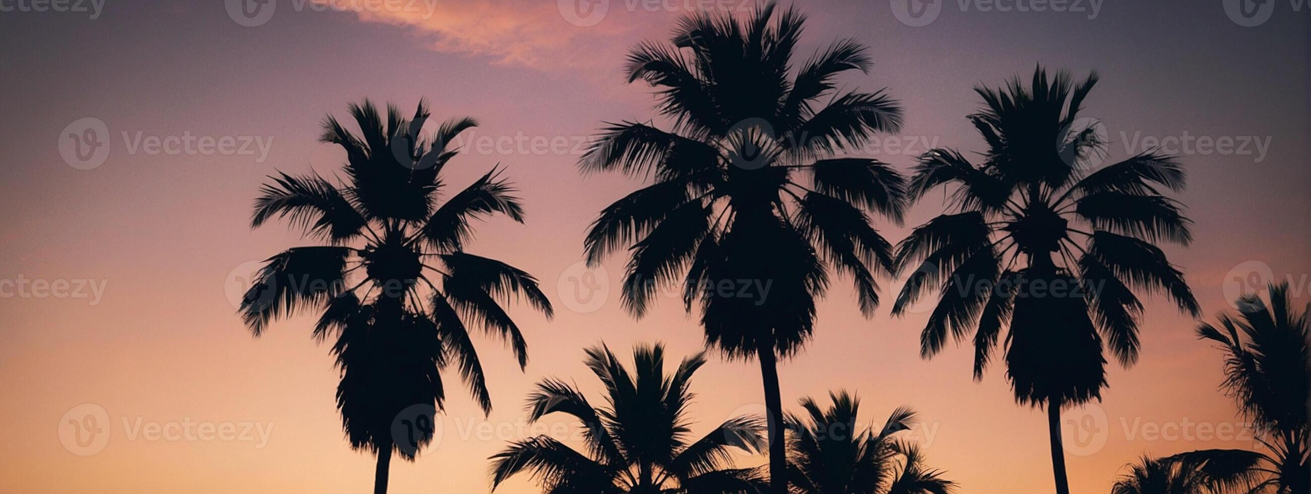 Silhouette of palm trees at sunset photo