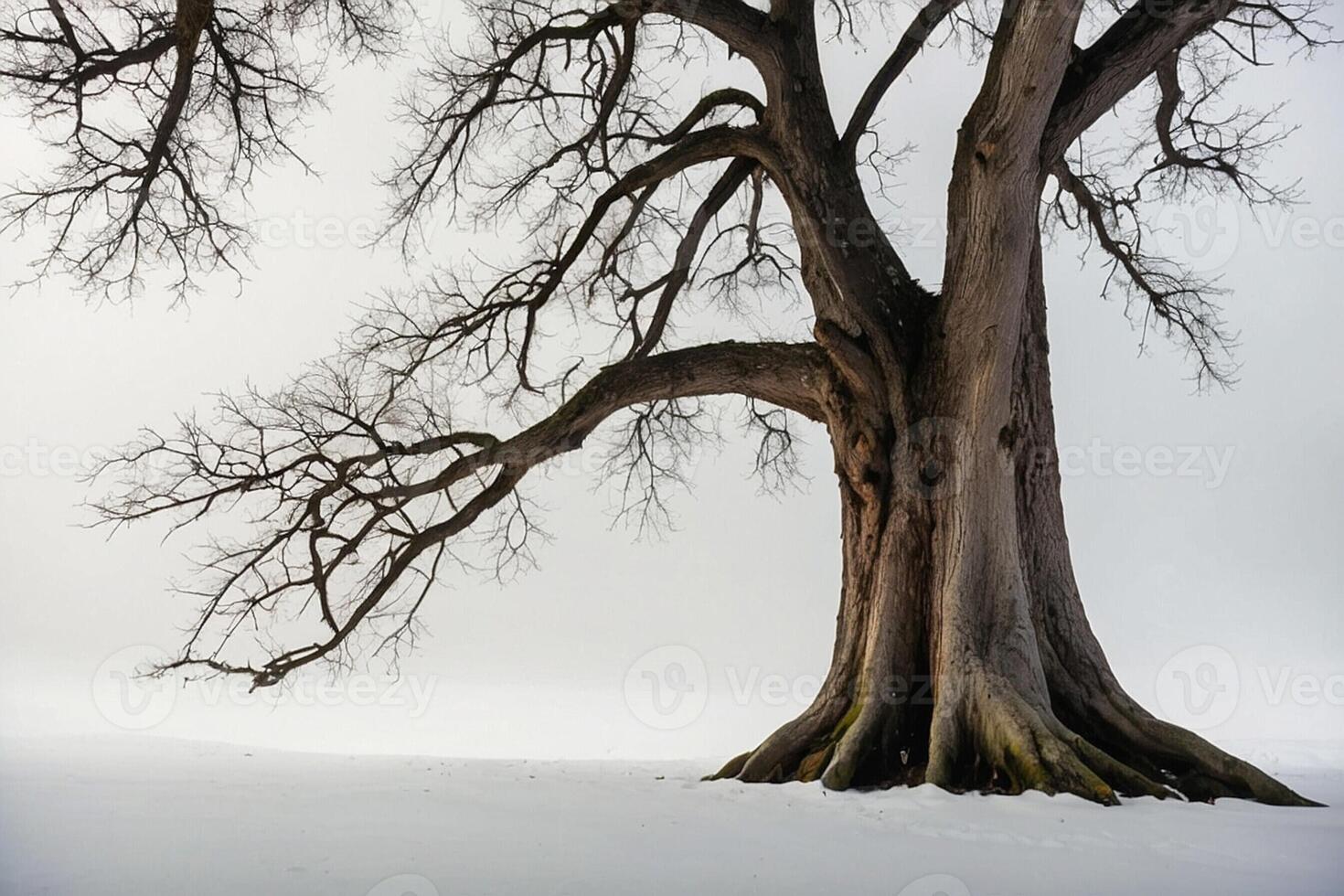 A bare tree in the snow on a foggy day photo