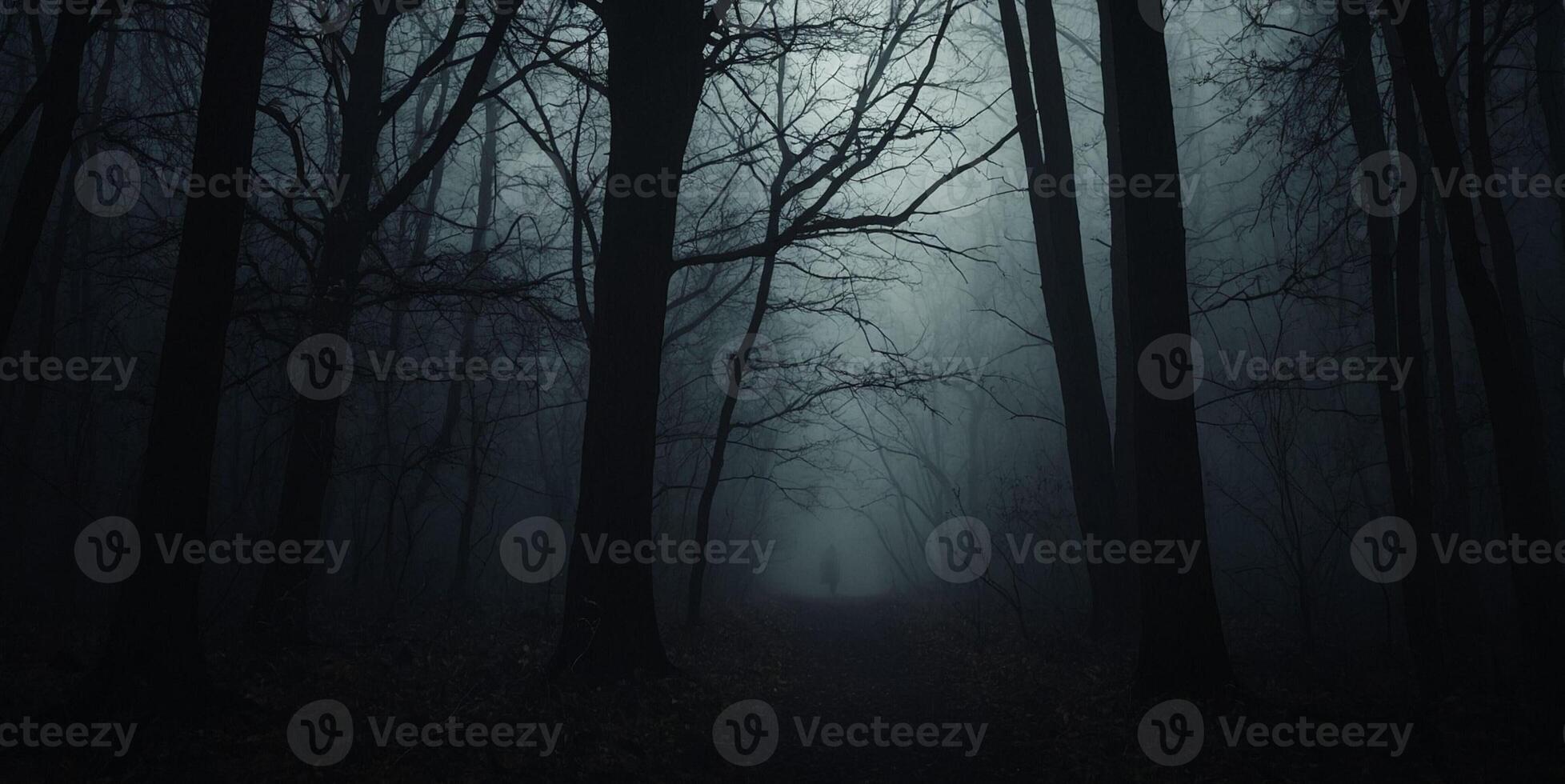 A dark forest with trees and a path photo