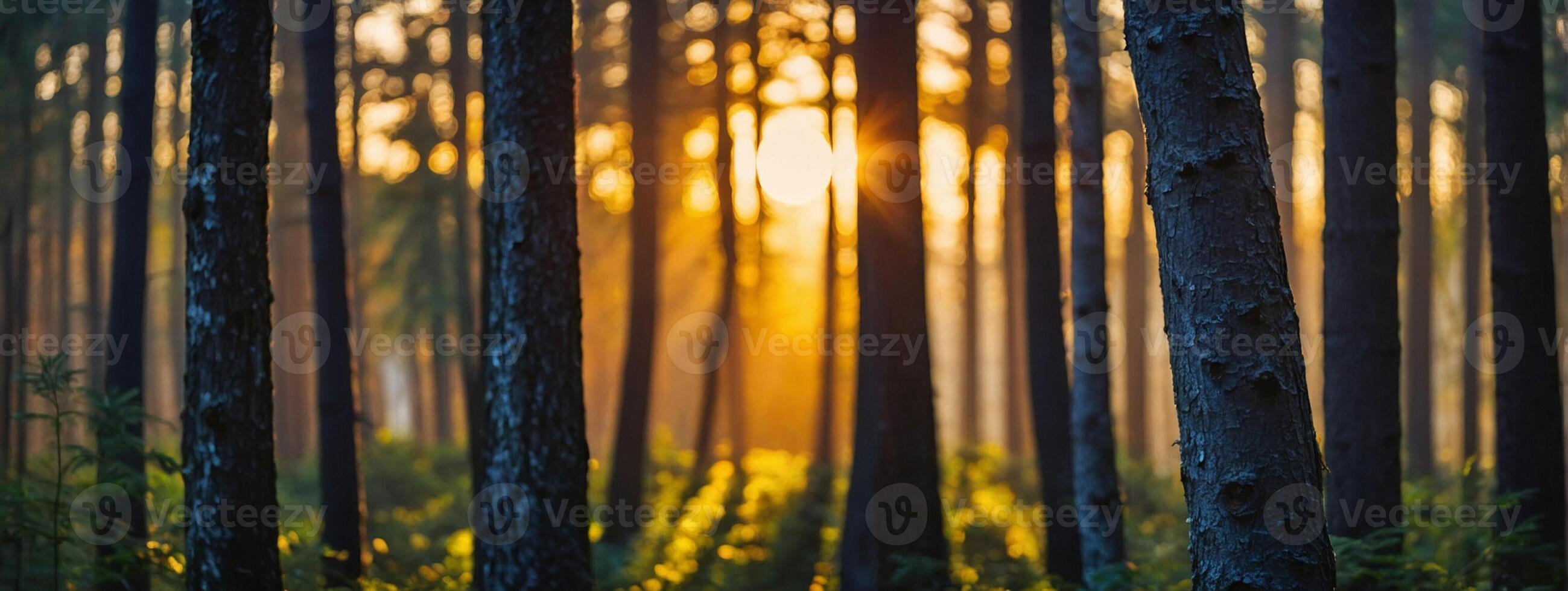 A forest with trees at sunset photo