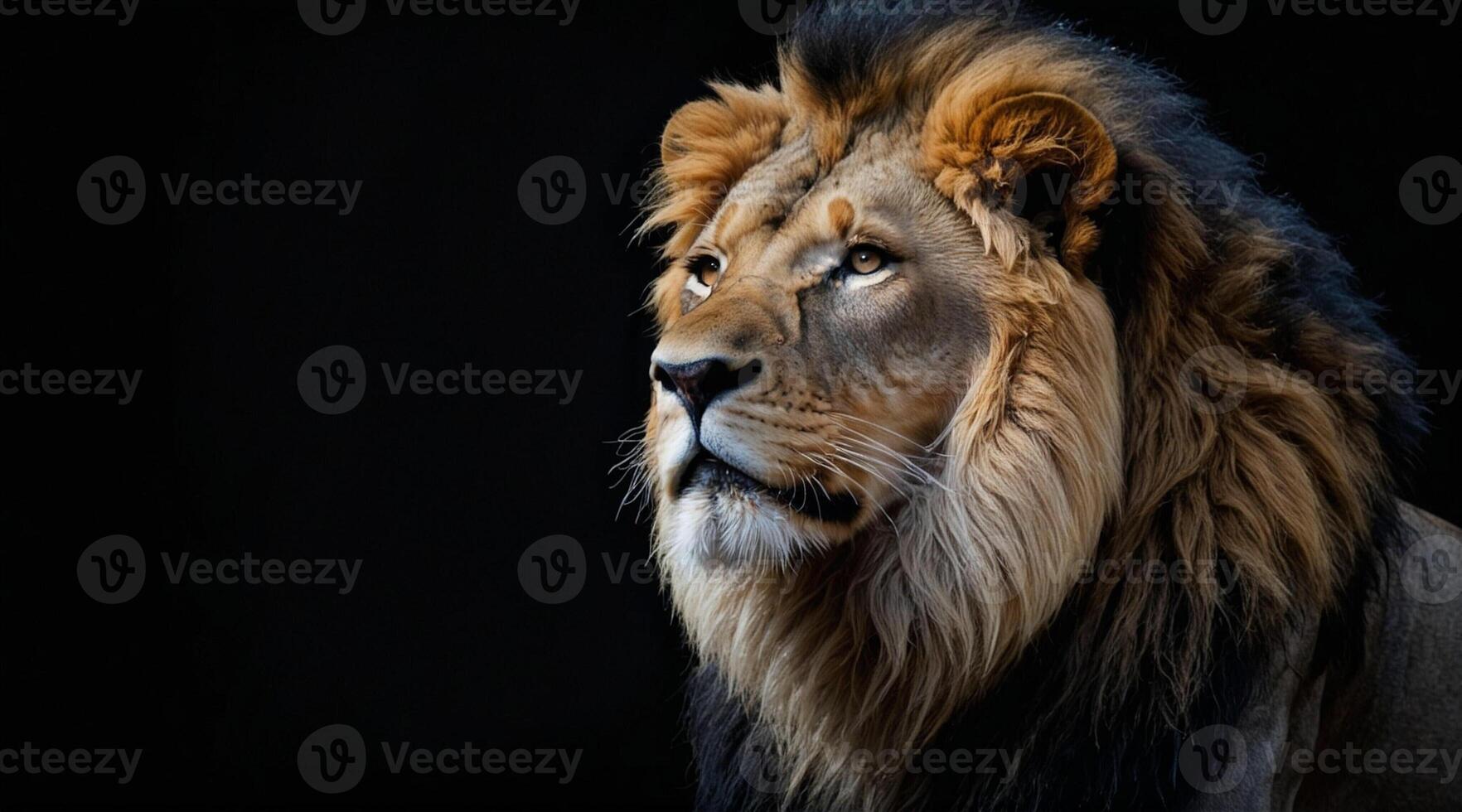 A lion is looking off to the side photo