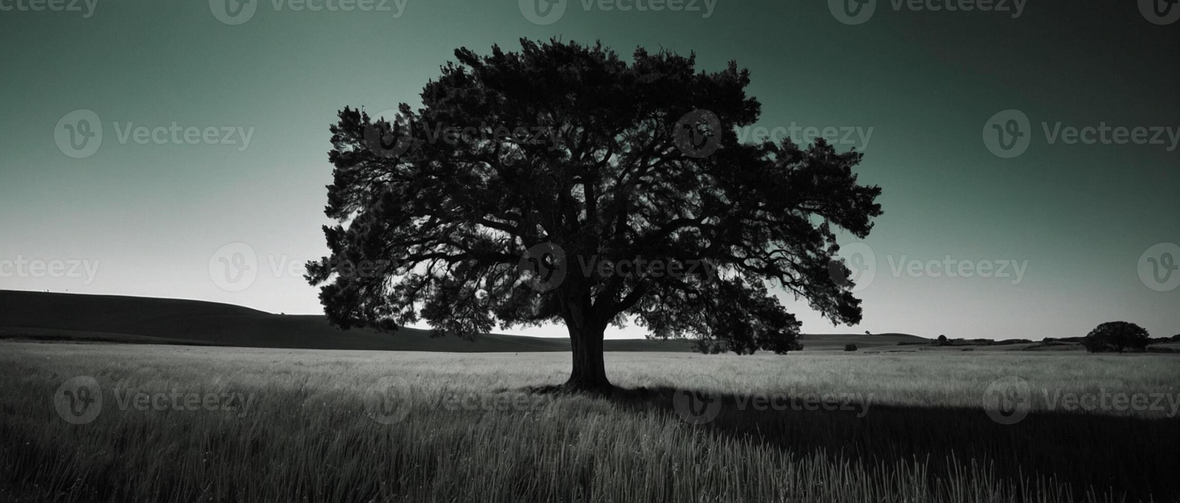 A black and white photo of a tree in a field